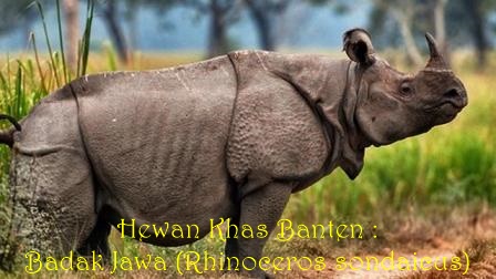 Hewan Khas Banten Warak Jawa Rhinoceros Sondaicus 5 Kumpulan