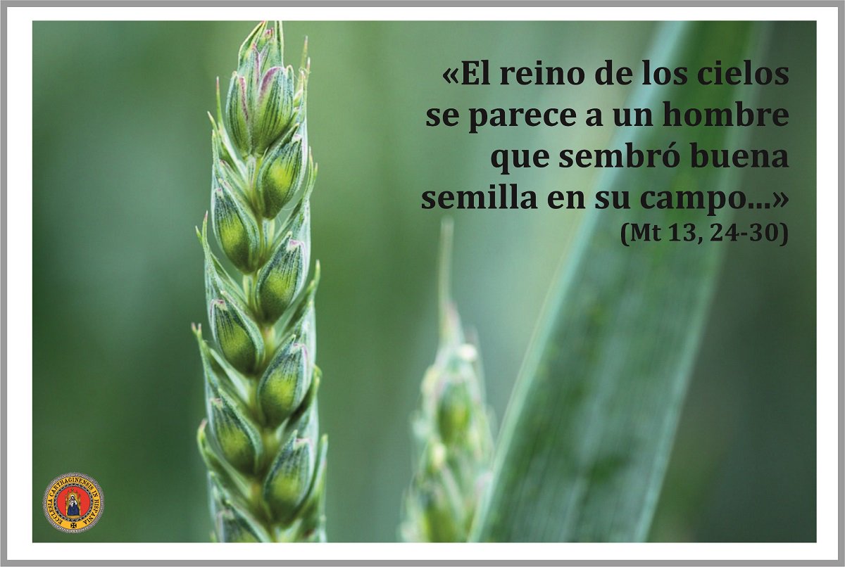 Caracteristicas Del Trigo Y La Cizana