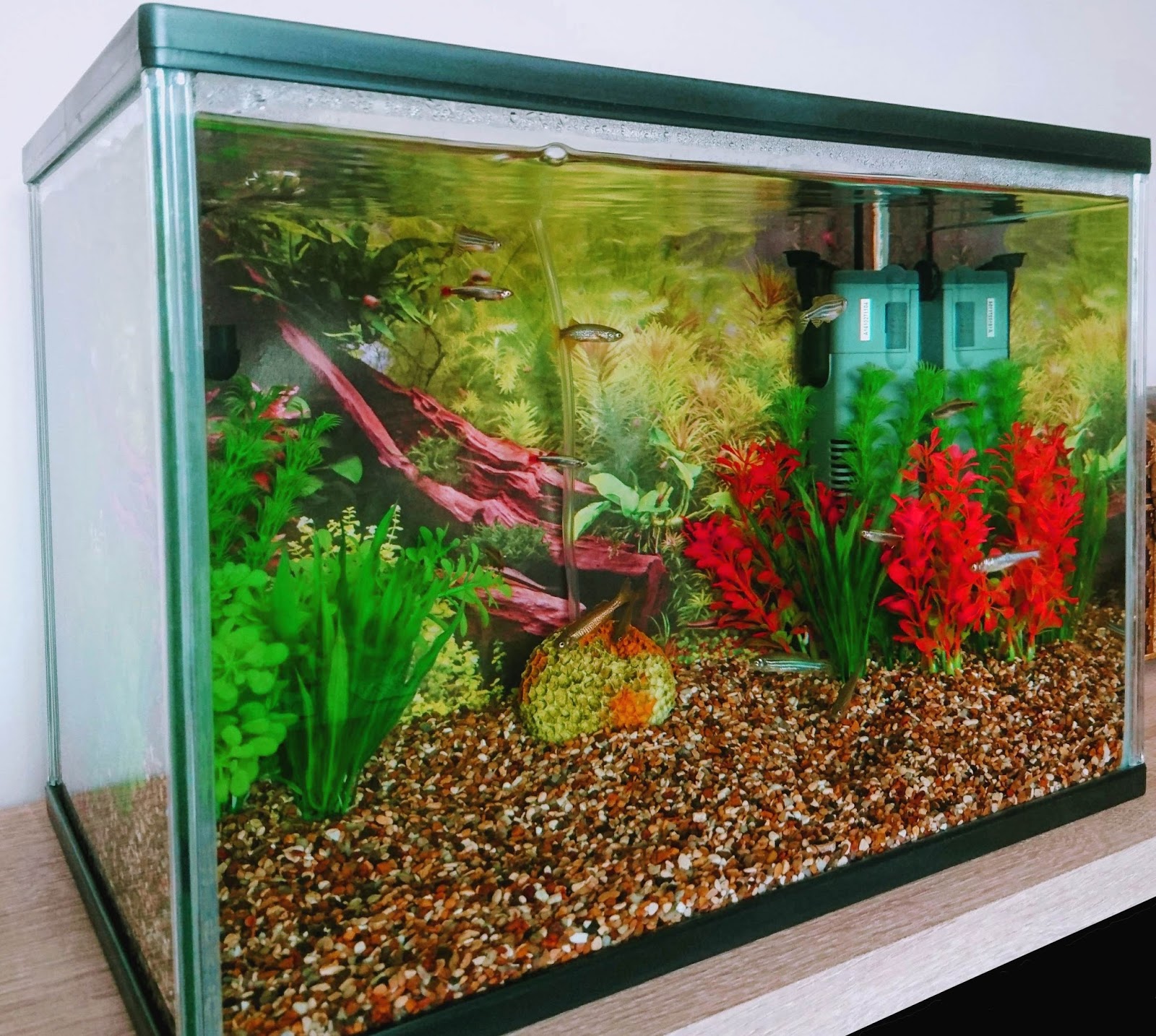 Amateur Aquatics - Keeping fish - Setting up your first fish tank