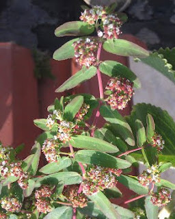 Euphorbia hirta L, Ayurveda, ansiolítica, antipirética, analgésica,  antiinflamatoria, anticancerígena