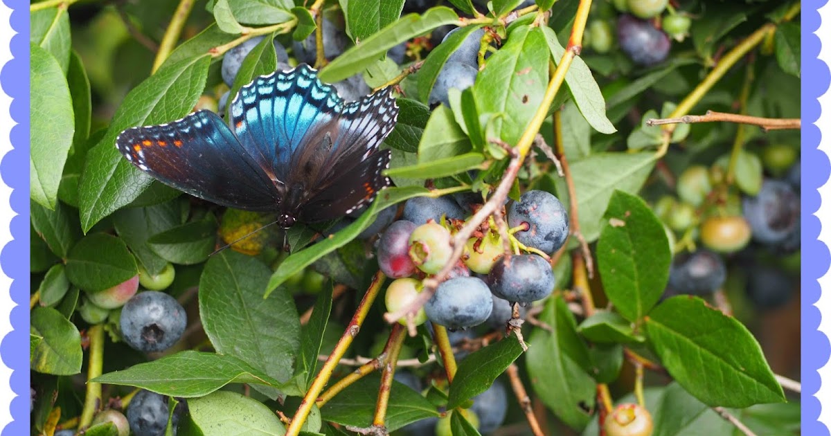 I Come in the Little Things Blueberry Butterfly