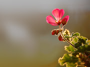 Flower Wallpaper, Wallpaper Flowers, Flower wallpaper for desktop (wallpaper flower in morning sun)