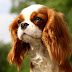 Cavalier King Charles Spaniel | Australian Dog Lover