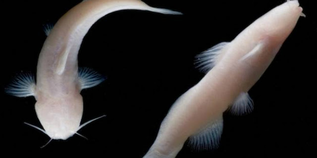 Gegerkan Dunia Maya, Ikan Lele Albino Ini Tidak Memiliki Mata 