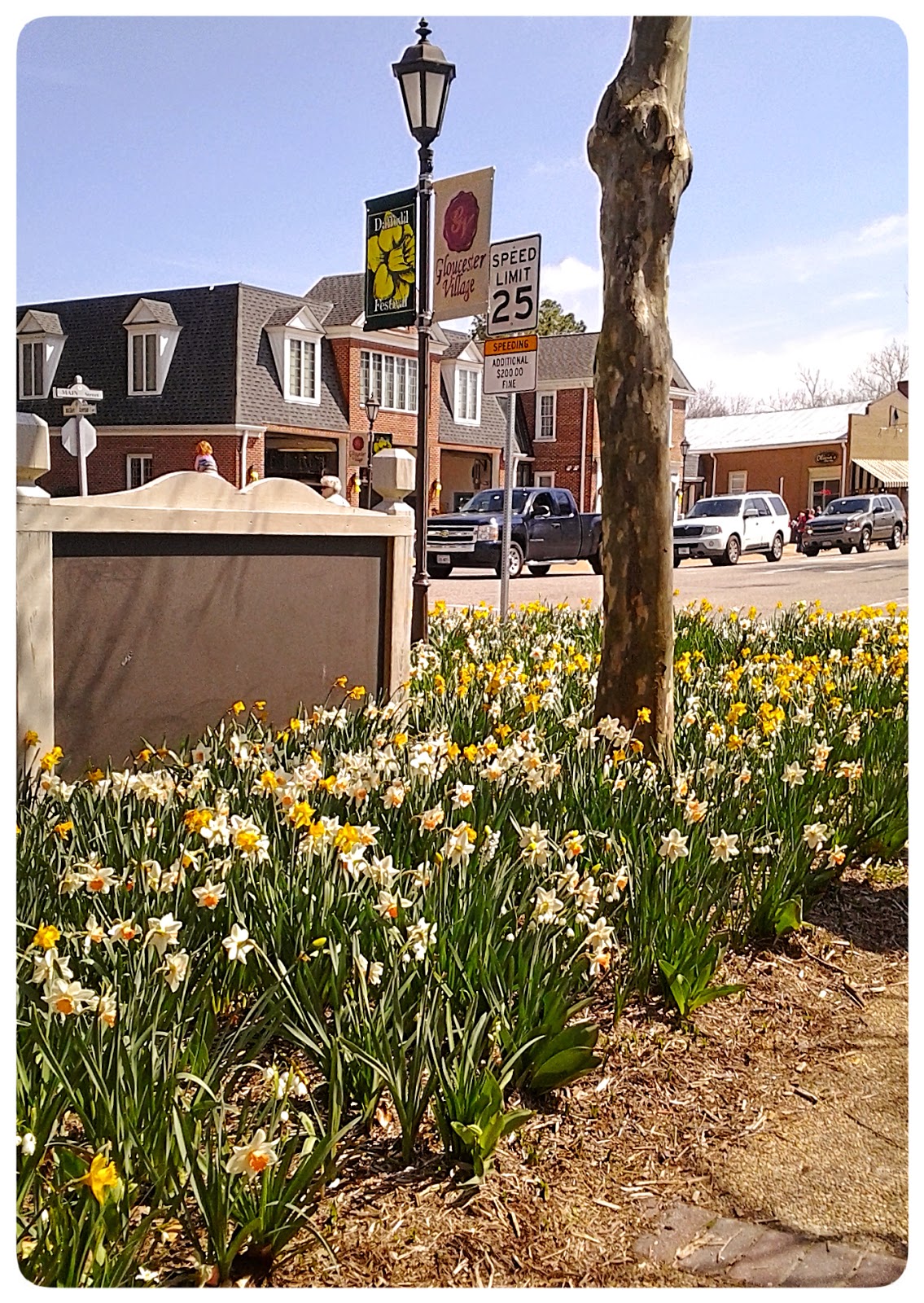 foobella design 28th Annual Gloucester Daffodil Festival 2014