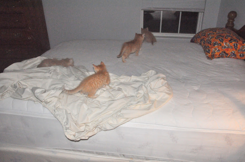 Barb's Cats and Quilts Kittens Help Make the Bed