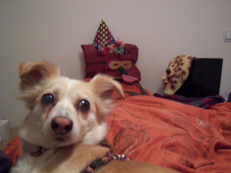 Perro con glaucoma sin operar