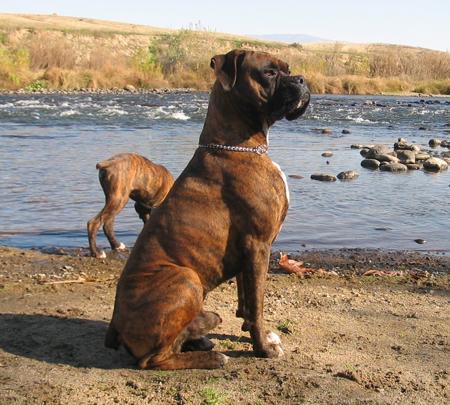 are boxers good protection dogs