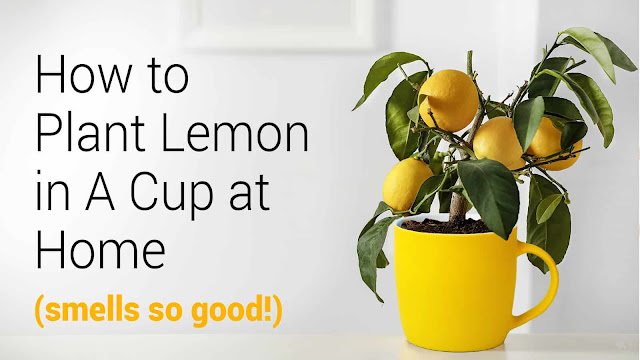 It Is Possible To Grow Lemon In A Cup At Home