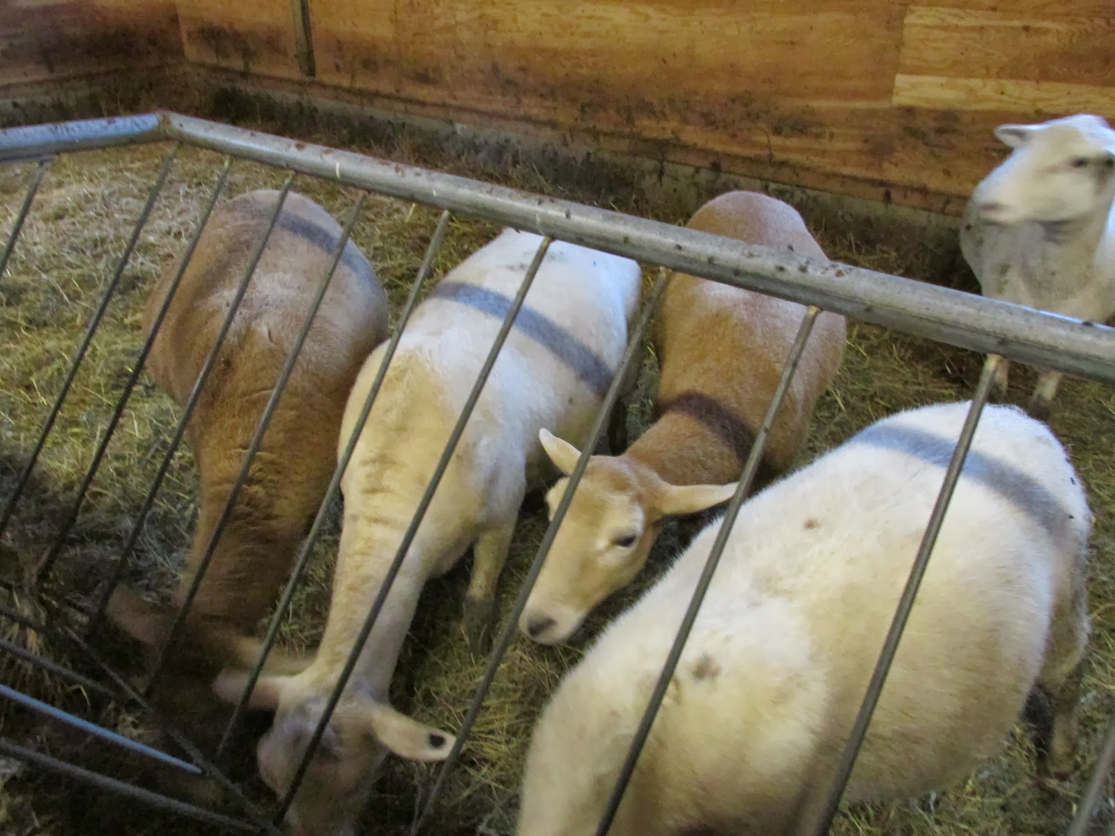 A Shepherdess's Journal to Sheep Farming Pasture Raised Sheep