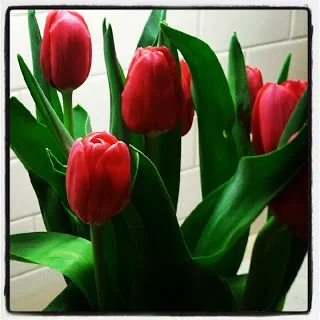 Red tulips