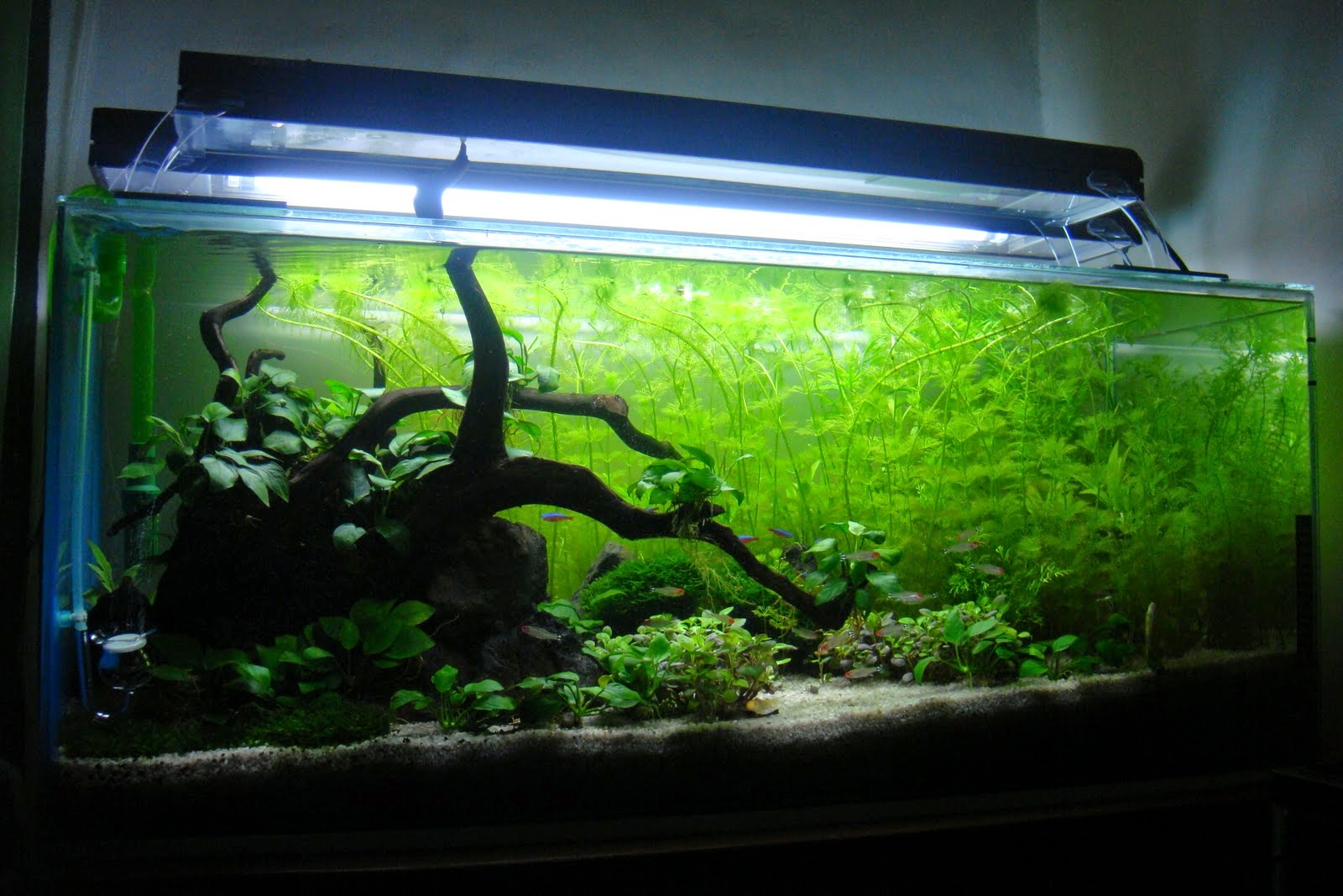 Jenis Lampu Aquascape - Dunia Akuarium