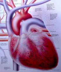 El corazòn, mi corazòn