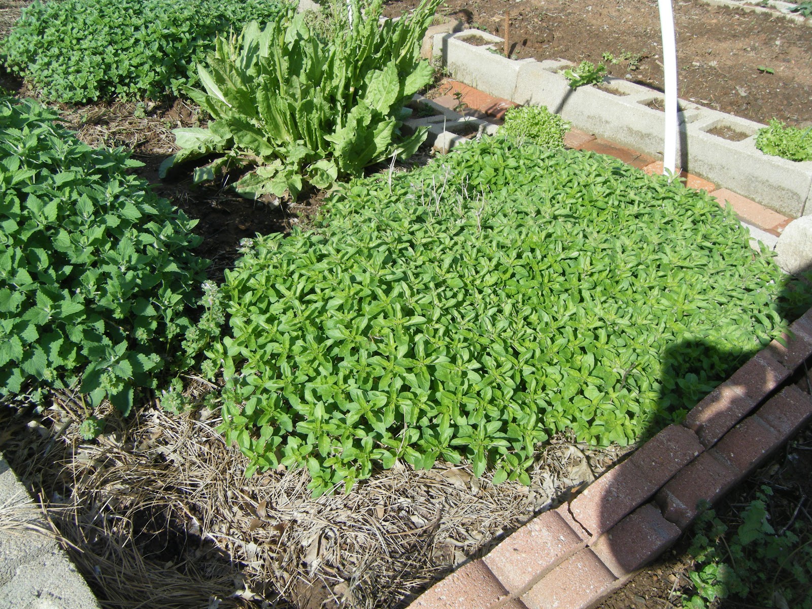 Windy Acres Diary How to Dry Herbs