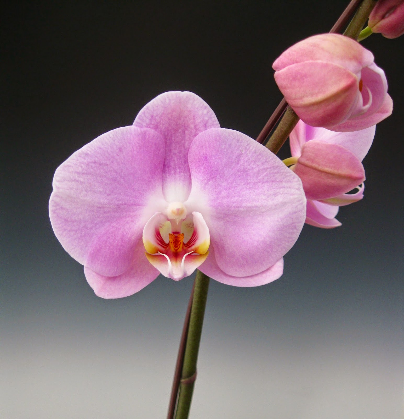 List 96+ Pictures Photos Of Orchid Flower Sharp