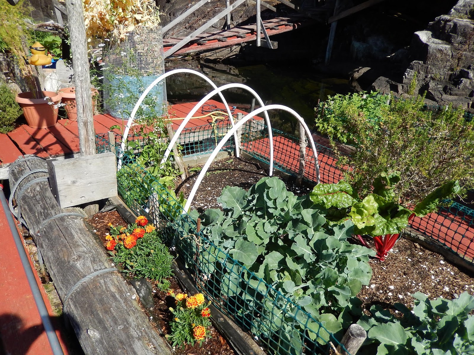 Powell River Books Blog Simple Garden Hoop Tunnel