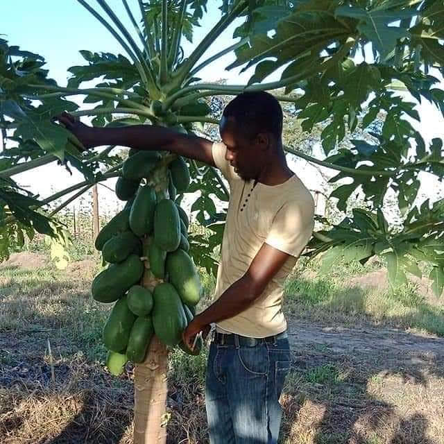 Rich Farm Kenya Profitable Agribusiness Ideas in Fruit Farming Pawpaw
