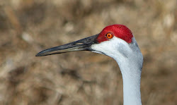 beak orange sandhill barkers parker heads bright amazing