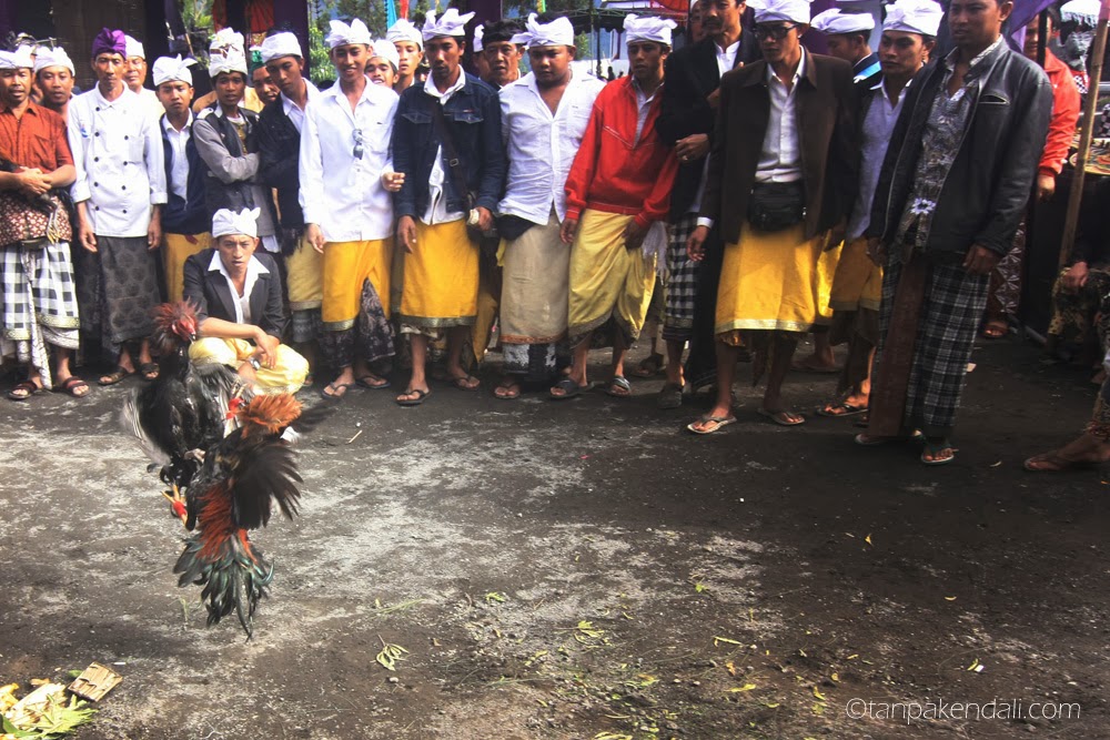 Photo Story : Sabung Ayam ~ TANPA KENDALI