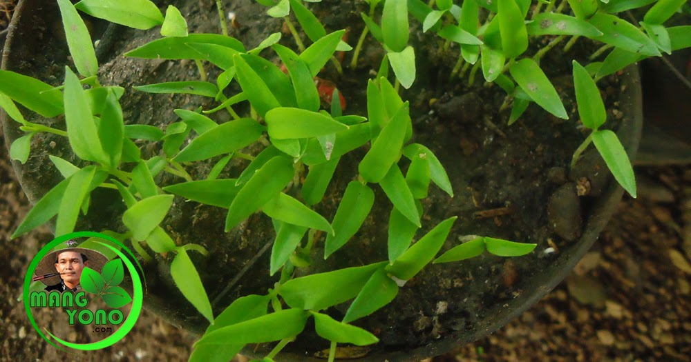 Beginilah Gambar Tanaman Cabe Umur 1 Minggu Terpopuler - Informasi