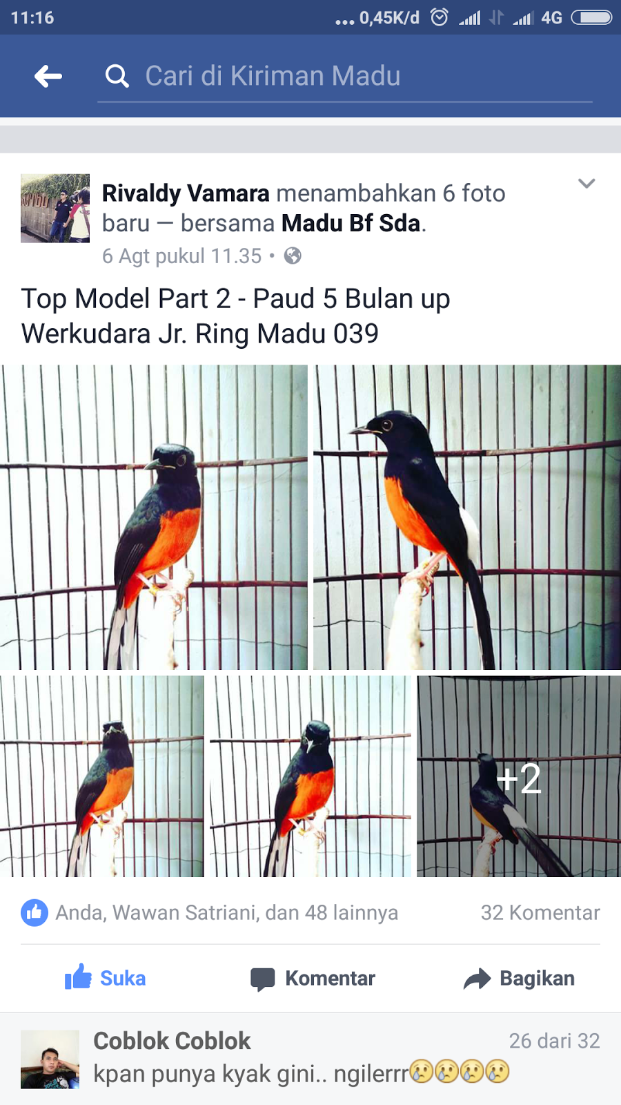35+ Burung murai medan png terupdate