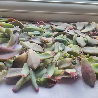 Propagating succulents in winter