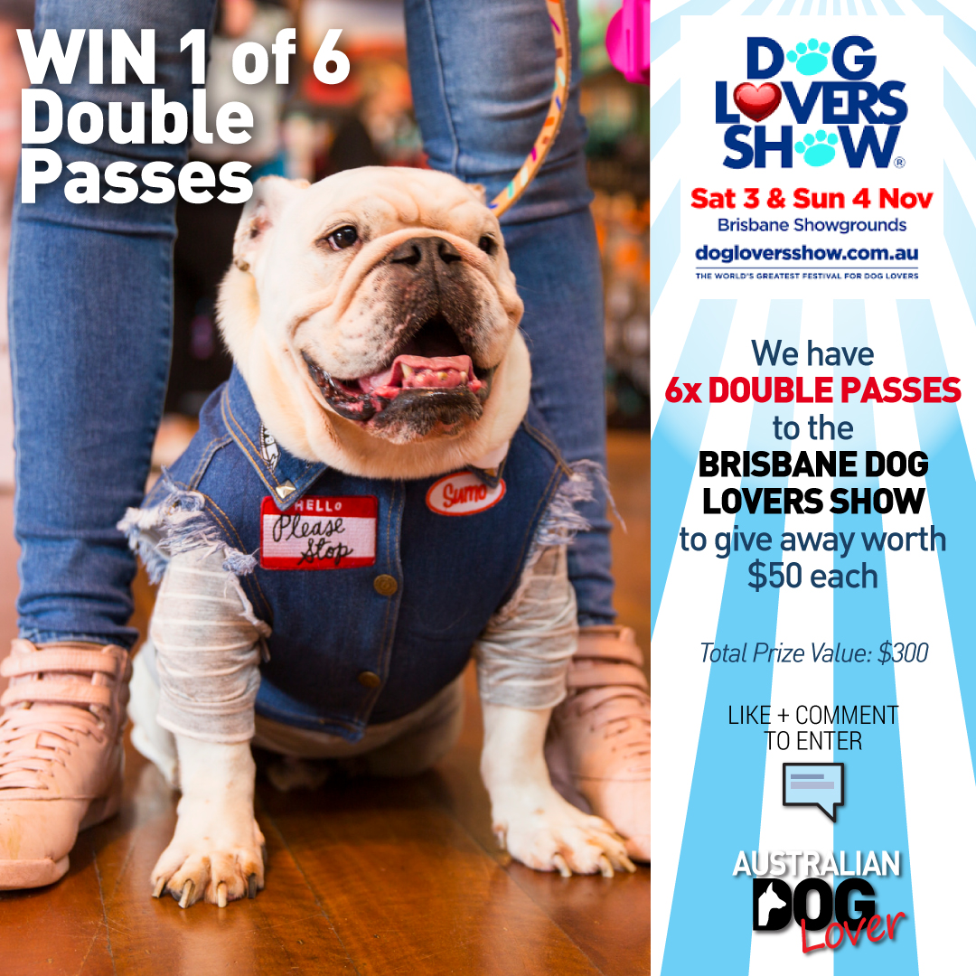 What Are Show Dogs Worth