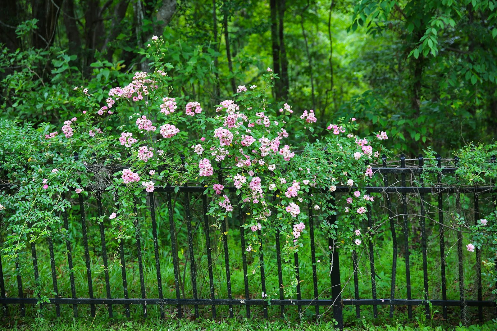 Sweet Southern Days The Old Garden Roses Are Blooming
