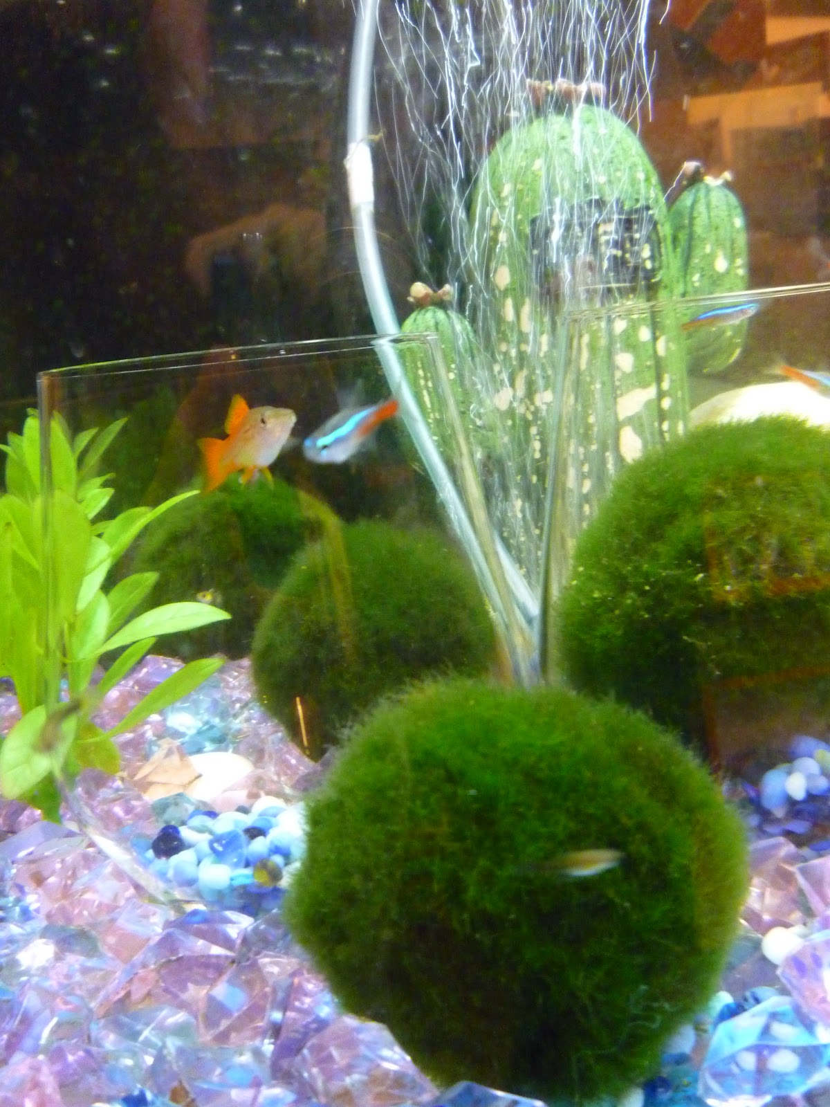 My aquarium journey in Malaysia Green Ball in your Aquarium?