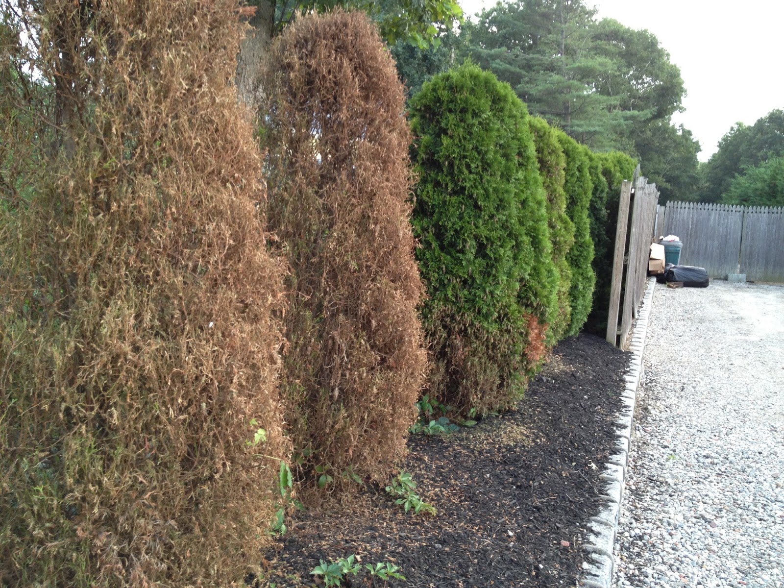 Crabapple Landscapexperts Hedge Pruning Tips
