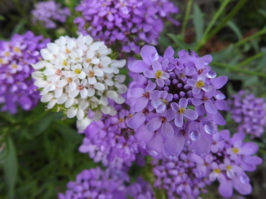 photographing New Zealand pincushion flowers