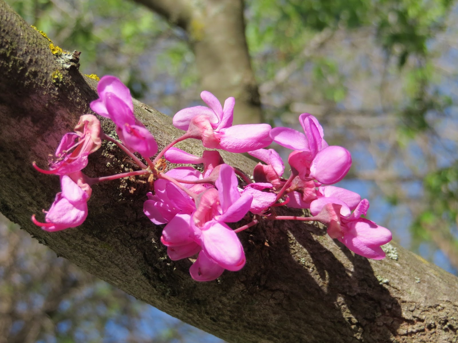 CPR.BEMBEZAR: LA PRIMAVERA HA LLEGADO A CÉSPEDES