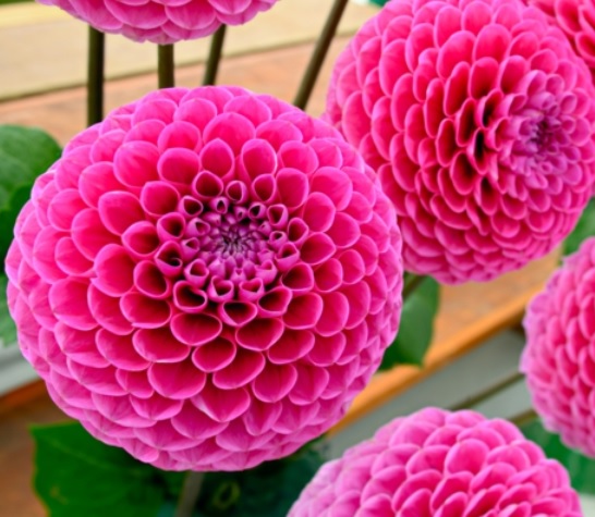 Hasil Kegiatan Usaha Budidaya Tanaman Hias