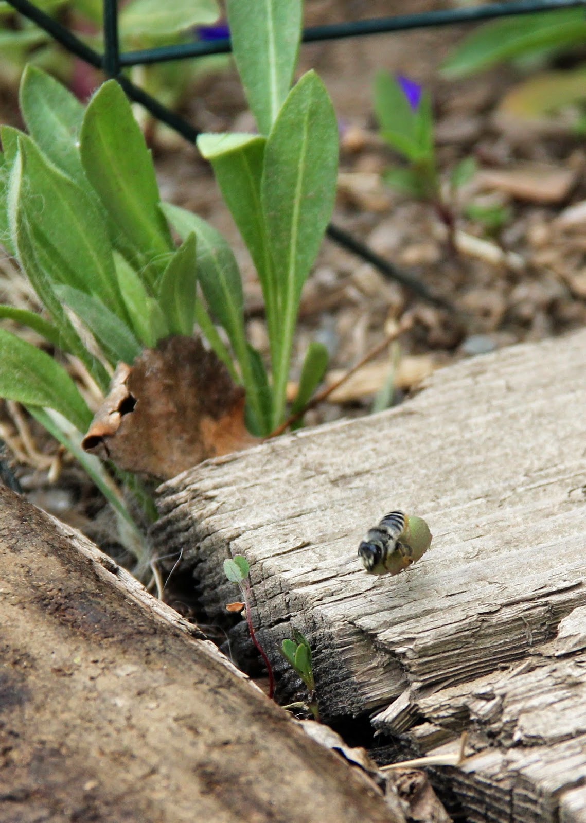 In the Company of Plants and Rocks to my yard, leafcutter bee!