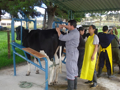 TRANSFERENCIA EN VACAS O BOVINOS TRANSFERENCIA EN VACAS O BOVINOS