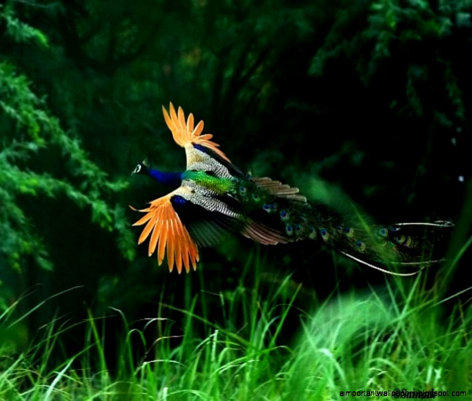 Indian Peafowl  BirdsIITK