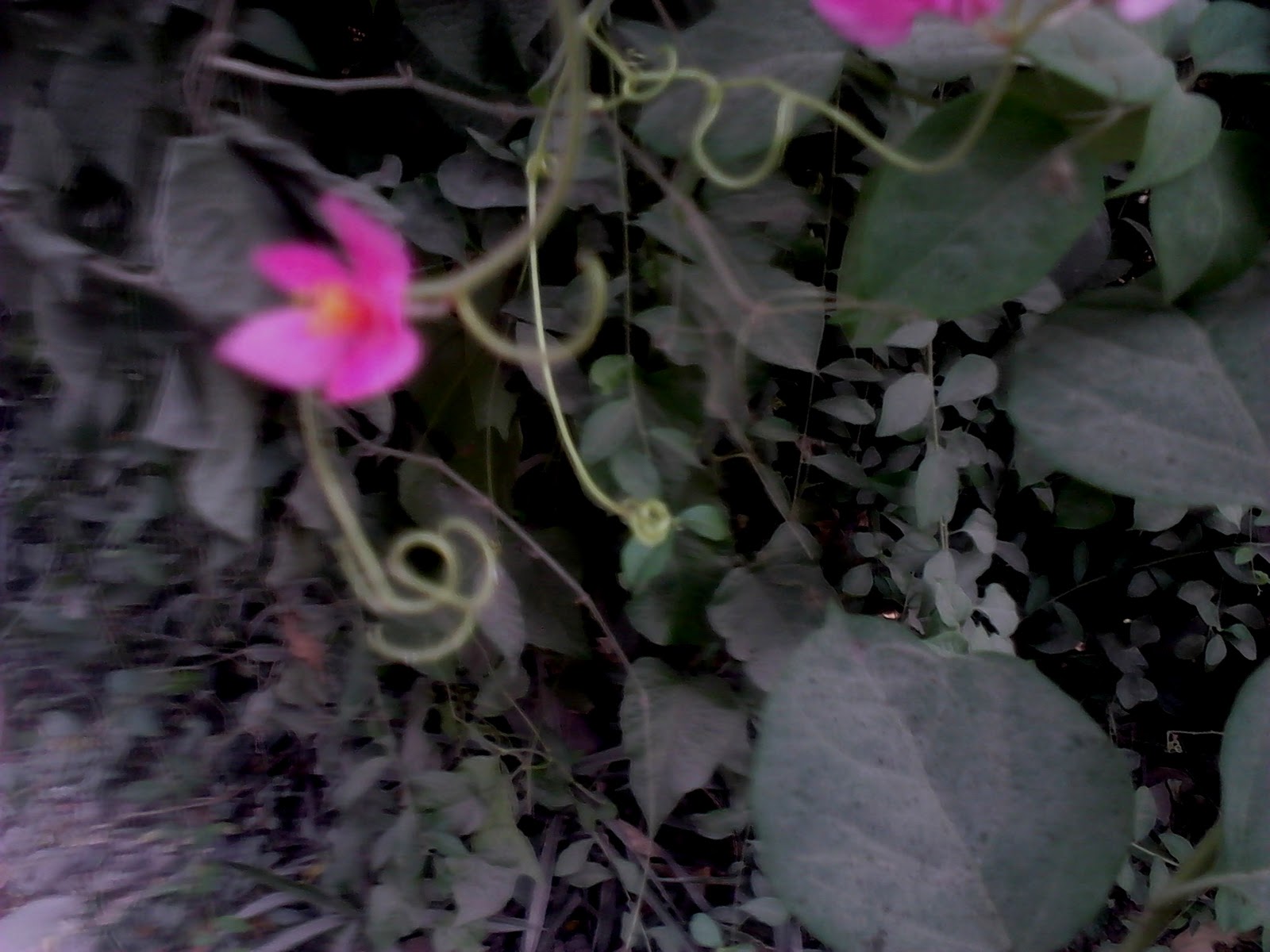 Garden Care Simplified Honolulu Creeper Chain of Love Vine