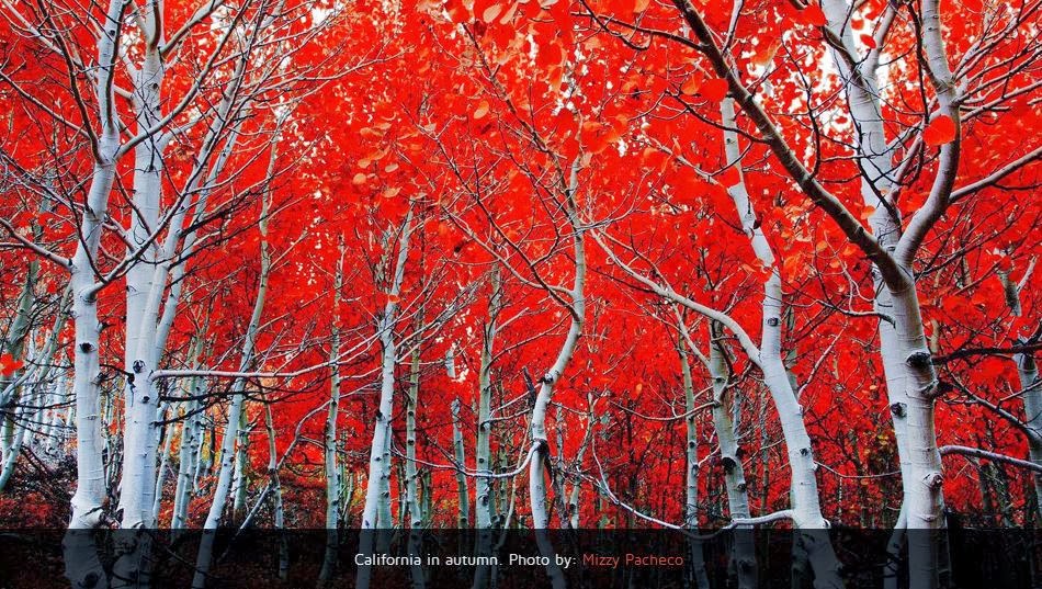 10 Gambar Pokok Tercantik Dunia Warna Warni Perlu Diingatkan Bahawa