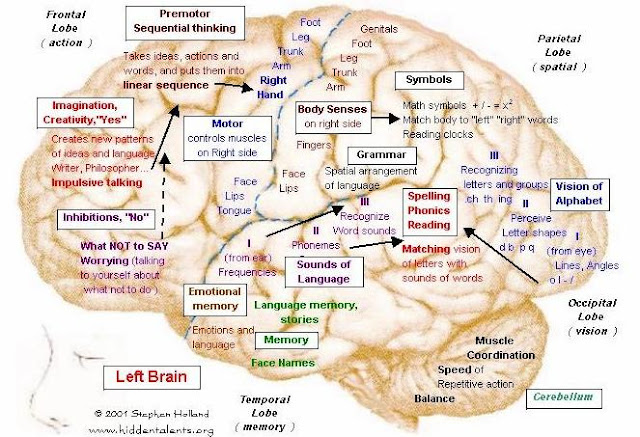 Brain Jack Image: Brain Function Chart