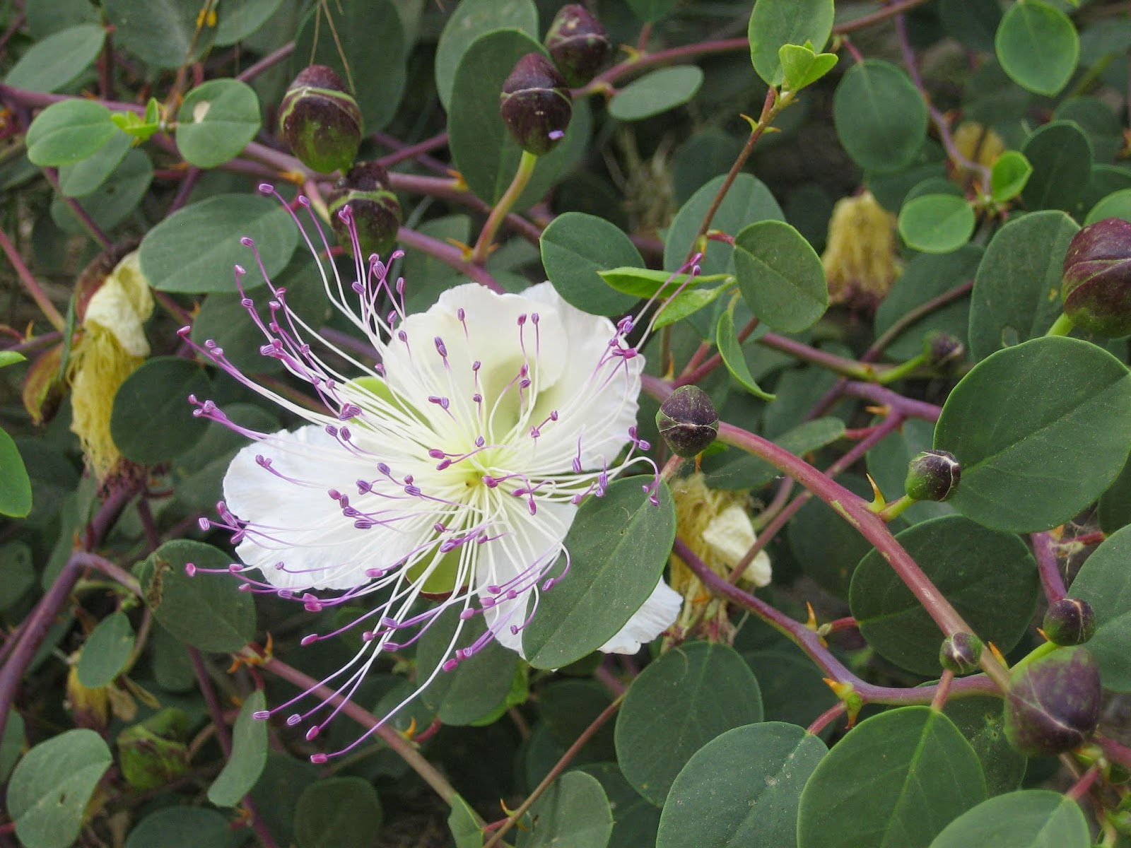 stuffedveggies About Capers