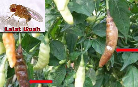 gambar hama pada cabe