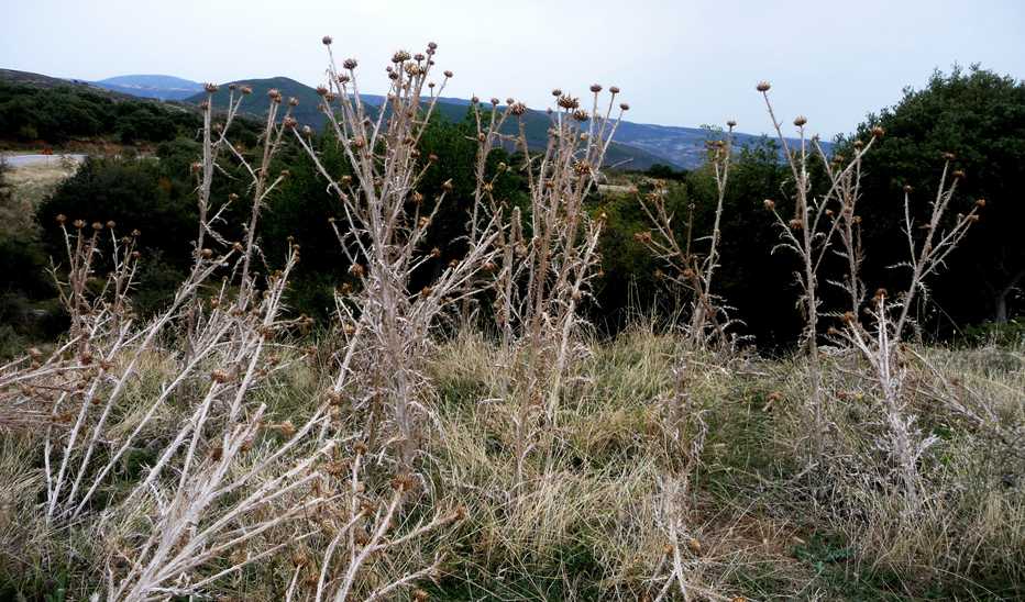 r o b i n 's y a r d Onopordum illyricum