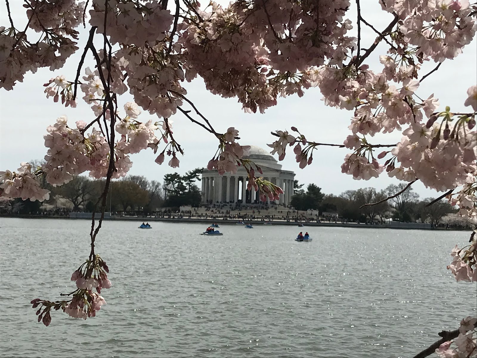 Cherry Blossoms - Washington DC