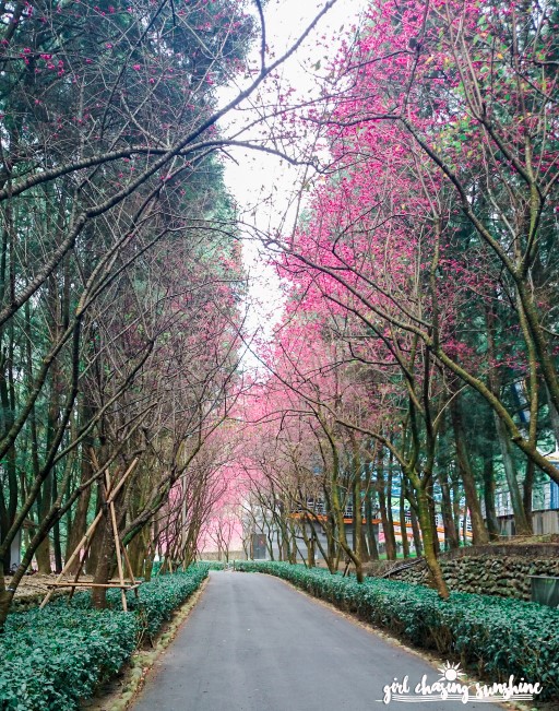 Blushing Taiwan Where to See the ‘Pinkest’ Cherry Blossoms in Taiwan