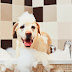 Πόσο συχνά πρέπει να κάνω μπάνιο τον σκύλο μου;