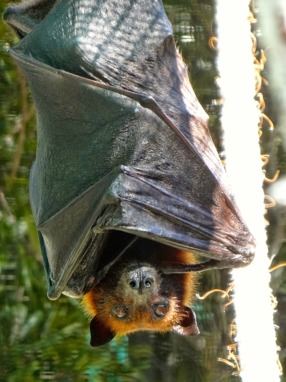 Pitbulls & Paints Lubee Bat Conservancy, Gainesville, FL