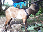 HARGA KAMBING Rp.1.600.000,-