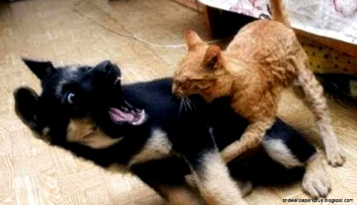 Cat Thinks It39s A Dog   Funny Videos at Fully  Silly   Video