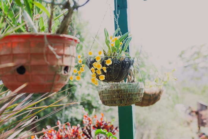 hanging plants hanging pot