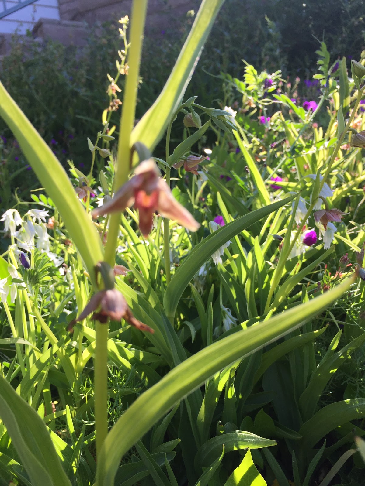 L.A. County Arboretum & Botanic Garden Plant Info Native Orchids?